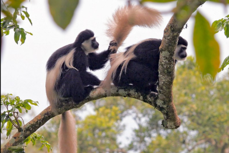 1 Day trip to Arusha National Park