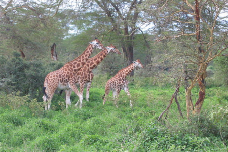 8 Days   Kenya Safari-TTAL-TA03