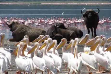 4-Days Safari: Lake Manyara, Serengeti, and Ngorongoro