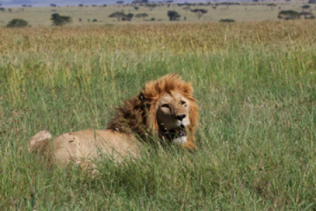 6 DAYS NGORONGORO AND SERENGETI NATIONAL PARK :