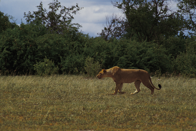 Top Africa & Toors