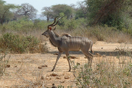 5 Days Ruaha National Park Cultural and Biking Safari