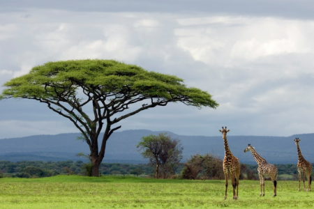 3 DAYS IN SERENGETI NATIONAL PARK