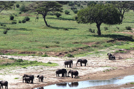 1 Day trip to Lake Manyara National Park or Tarangire National Park