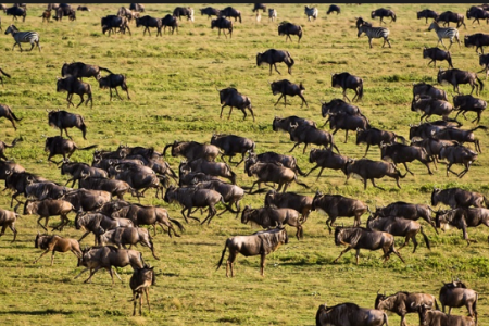 8 Days – Serengeti Wildebeest Migration-Mara River Crossing safari TAWT078WM