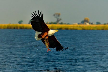 12 DAY OKAVANGO DELTA & VICTORIA FALLS