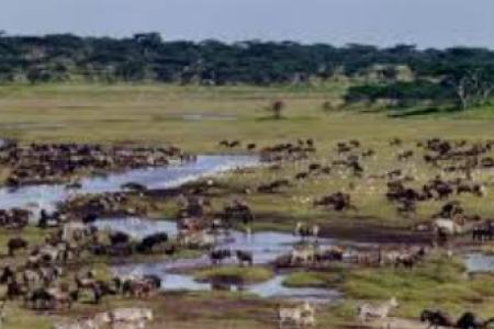 4 DAY TANZANIA SPECIAL SAFARI (CALVING SEASON)