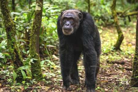 7 DAYS NYUNGWE-BWINDI GORILLAS TREKKING & QUEEN ELIZABETH NATIONAL PARK TTA:0473