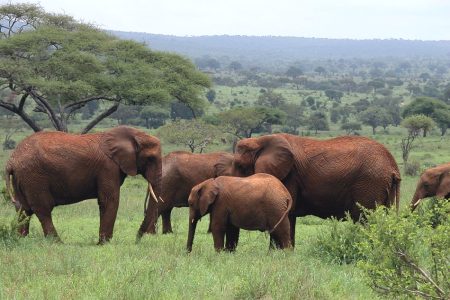 5-Day Tanzania Wildlife Safari 