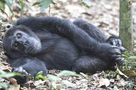 4 Days Gorilla Safari to Bwindi Uganda