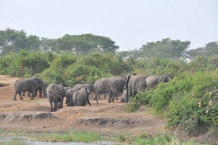 3 Days – Queen Elizabeth National Park Safari