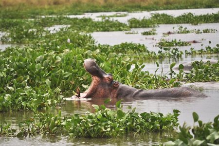 10 Days Best of Uganda Wildlife Safari