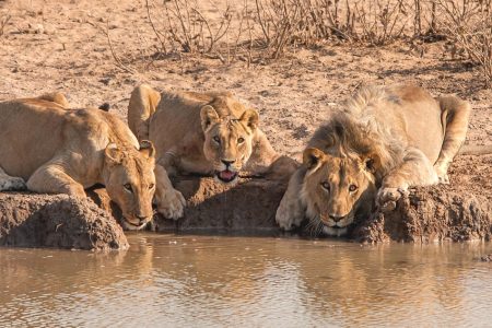 4 Days – Etosha & Namib Coast Adventure Safari Tour