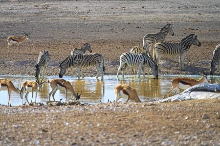 7 Days – Namibia Adventure Highlights Safari Tour